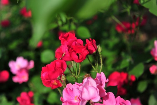 花卉背景  花卉素材