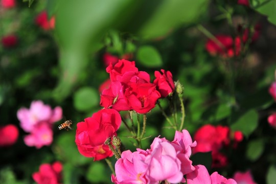 月季  紅月季  花卉