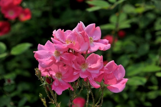 月季花  紅月季  花卉
