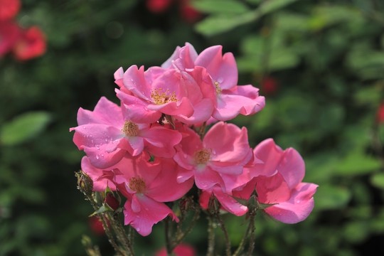 月季花  紅色花   紅花
