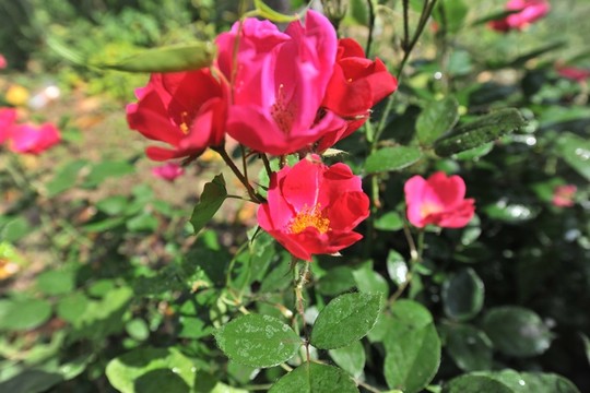 月季花