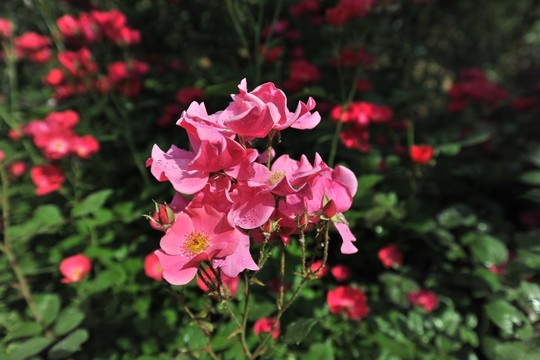 月季花