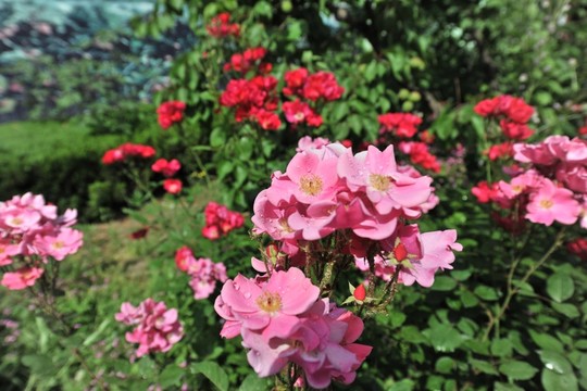 月季花