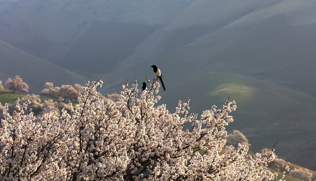 杏花溝