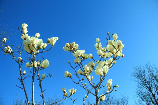 玉蘭花