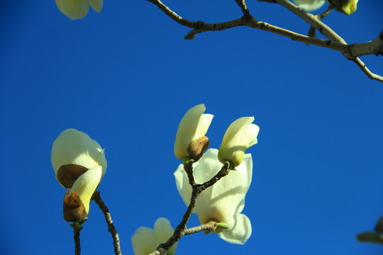 玉蘭花