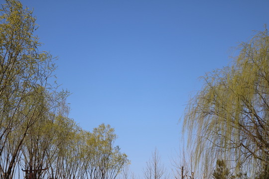 柳樹發(fā)芽