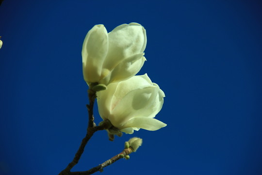 玉蘭花
