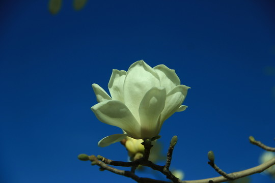 玉蘭花