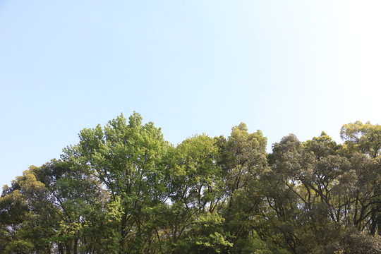 藍(lán)天樹(shù)木自然風(fēng)景