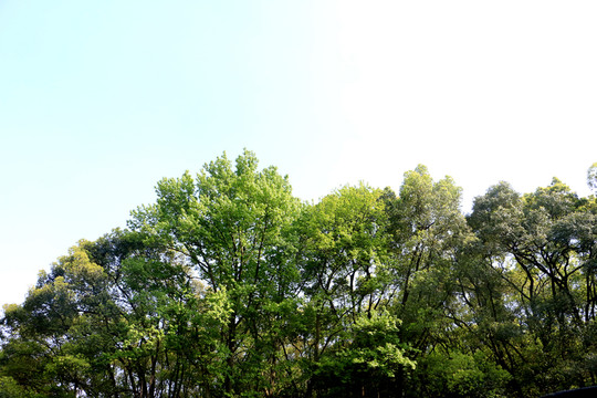 樹叢林