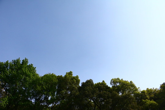 藍天樹林