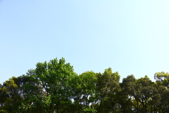 叢林 天空