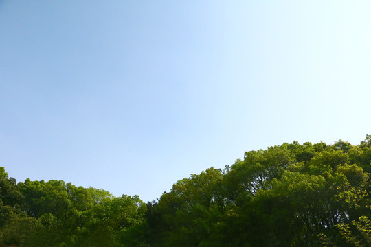俯瞰樹(shù)林藍(lán)天