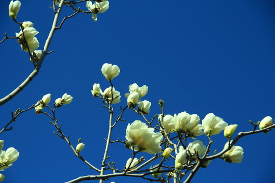 玉蘭花