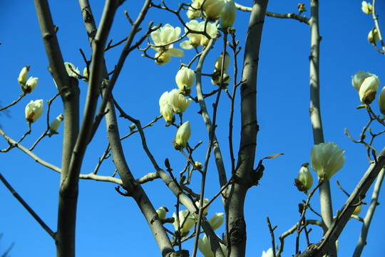 玉蘭花