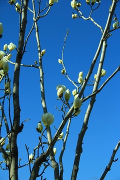 玉蘭花