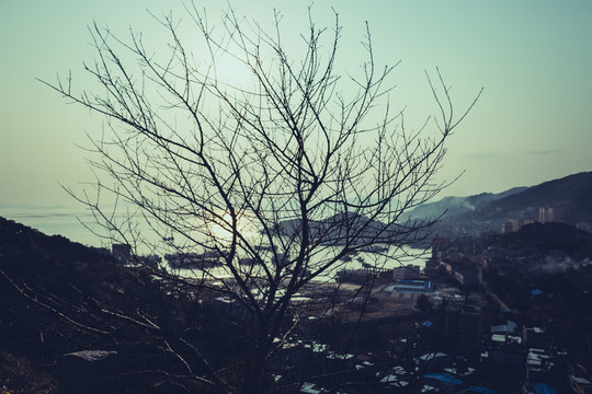 枯樹