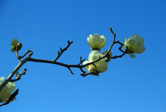 白玉蘭