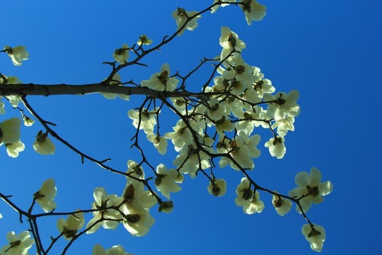 玉蘭花