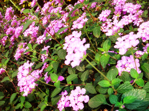 小花