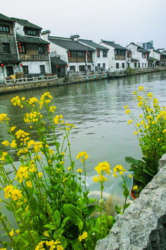 水鄉(xiāng)菜花古運(yùn)河