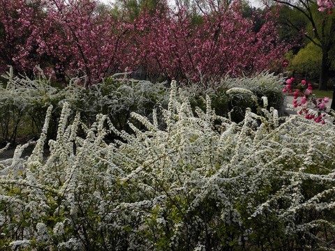 噴雪花綻放如雪花