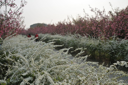 噴雪花綻放如雪花