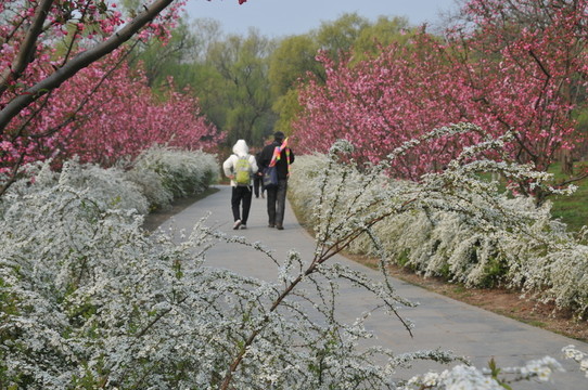 噴雪花綻放如雪花