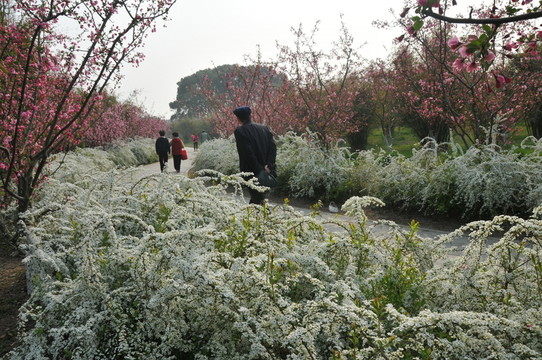 噴雪花綻放如雪花