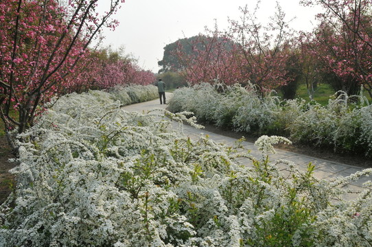 噴雪花綻放如雪花