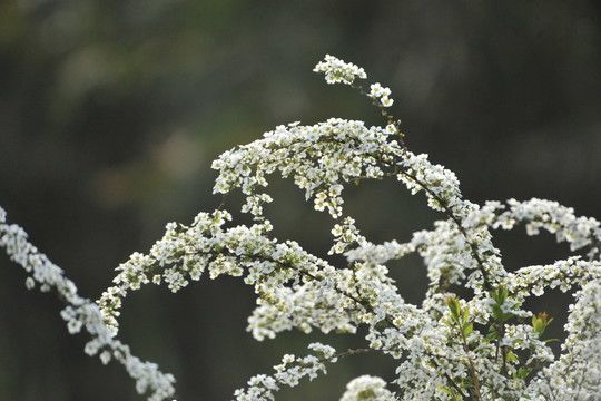 噴雪花綻放如雪花