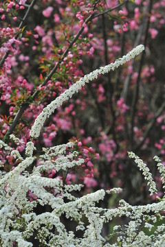 噴雪花綻放如雪花