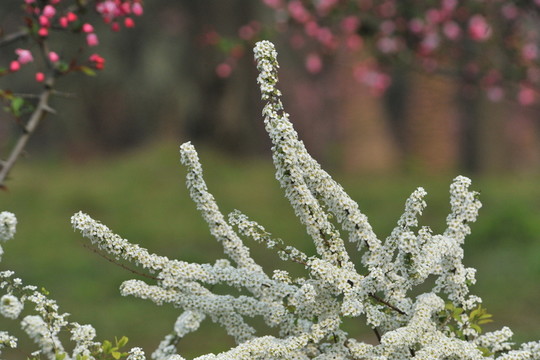 噴雪花綻放如雪花