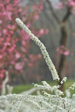 噴雪花綻放如雪花