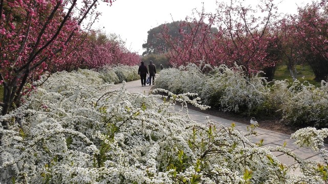 噴雪花綻放如雪花