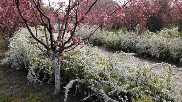 噴雪花綻放如雪花