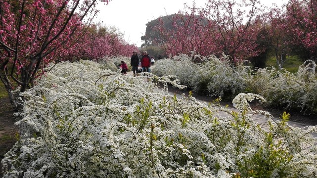 噴雪花綻放如雪花
