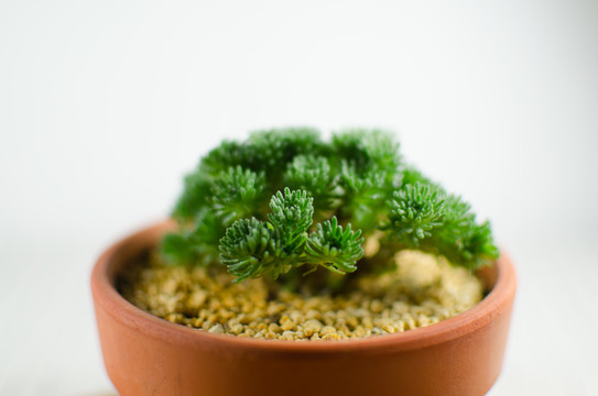球松 多肉植物