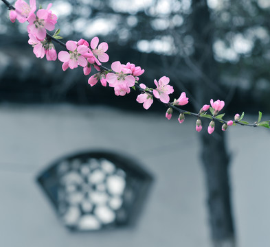 杏花