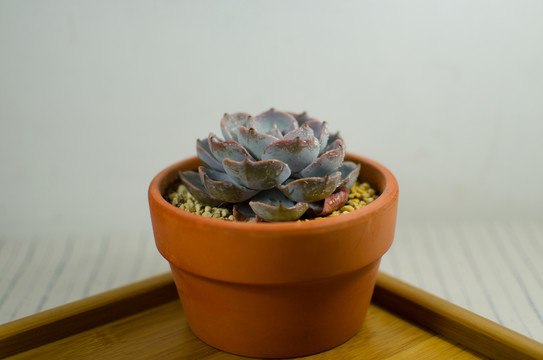 藍(lán)石蓮 多肉植物