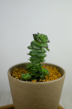 錢串 星乙女 多肉植物
