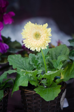菊科 花卉