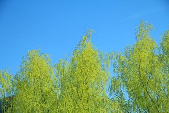 柳枝