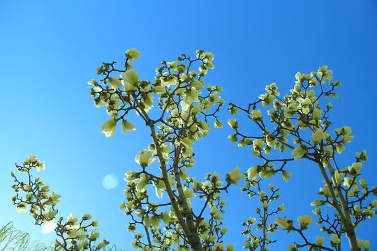 玉蘭
