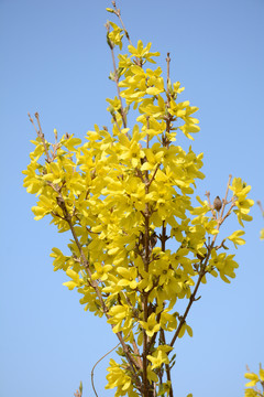 迎春花