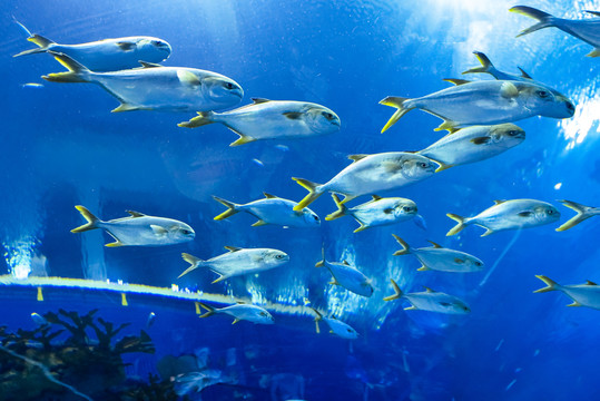 深海魚群