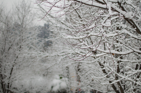 雪景 樹枝