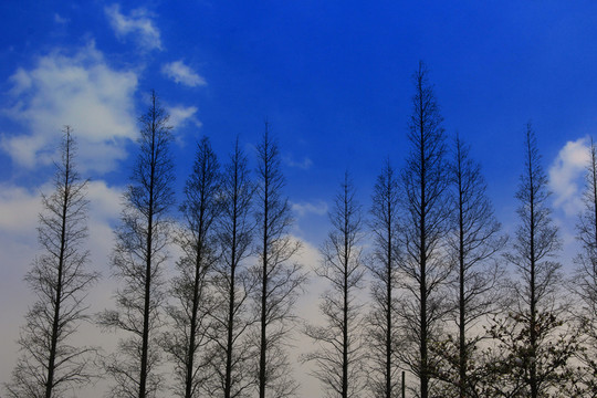 杉樹林