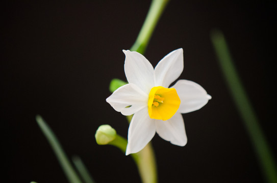 水仙花